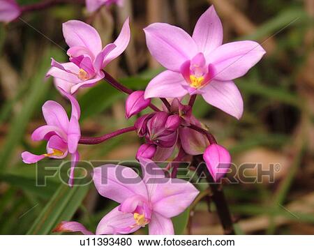 Stock Image -  Napali Coast, Kauai, HI, Hawaii, North Shore, Na Pali, Kalalau Trail, pink-purple wildflower. Fotosearch