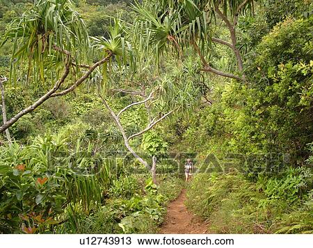 Stock Image -  Napali Coast, Kauai, HI, Hawaii, North Shore, Na Pali, Kalalau Trail. Fotosearch