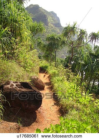 Napali Coast, Kauai, HI, Hawaii, North Shore, Na Pali, Kalalau Trail View Large Photo Image Stock Image - Napali Coast, Kauai, HI, Hawaii, North Shore, Na Pali, Kalalau Trail. Fotosearch