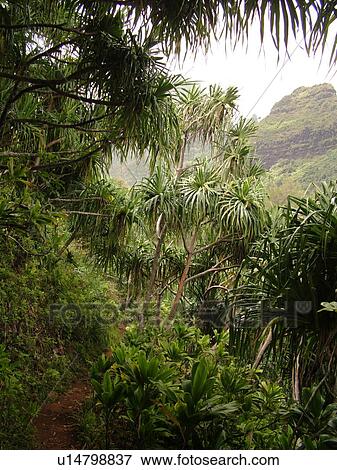 Napali Coast, Kauai, HI, Hawaii, North Shore, Na Pali, Kalalau Trail View Large Photo Image Stock Photo - Napali Coast, Kauai, HI, Hawaii, North Shore, Na Pali, Kalalau Trail. Fotosearch