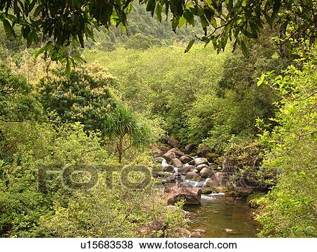 Stock Photo -  Napali Coast, Kauai, HI, Hawaii, North Shore, Na Pali, Kalalau Trail, Hanakapiai Valley, Hanakapiai River Trail. Fotosearch