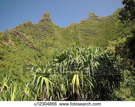 Napali Coast, Kauai, HI, Hawaii, North Shore, Na Pali, Kalalau Trail View Large Photo Image Stock Photograph - Napali Coast, Kauai, HI, Hawaii, North Shore, Na Pali, Kalalau Trail. Fotosearch