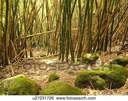 Stock Photograph -  Napali Coast, Kauai, HI, Hawaii, North Shore, Na Pali, Kalalau Trail, Hanakapiai Valley, Hanakapiai River Trail, Bamboo. Fotosearch
