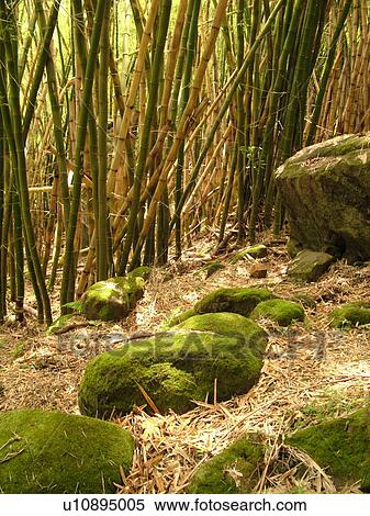 Stock Photography -  Napali Coast, Kauai, HI, Hawaii, North Shore, Na Pali, Kalalau Trail, Hanakapiai Valley, Hanakapiai River Trail, Bamboo. Fotosearch