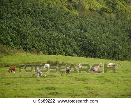 Stock Image -  Napali Coast, Princeville, Kauai, HI, Hawaii, North Shore, Lumahai Valley, Mt. Wainiha. Fotosearch