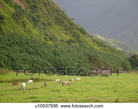 Napali Coast, Princeville, Kauai, HI, Hawaii, North Shore, Lumahai Valley, Mt. Wainiha View Large Photo Image Stock Photograph - Napali Coast, Princeville, Kauai, HI, Hawaii, North Shore, Lumahai Valley, Mt. Wainiha. Fotosearch