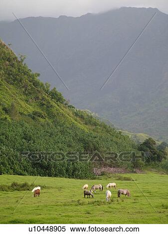 Stock Photography -  Napali Coast, Princeville, Kauai, HI, Hawaii, North Shore, Lumahai Valley, Mt. Wainiha. Fotosearch