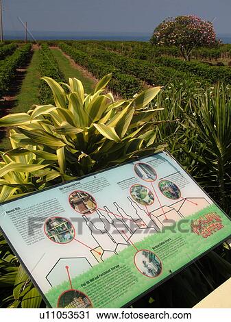 Numila, Kauai, HI, Hawaii, South Shore, Kauai Coffee Company Plantation View Large Photo Image Stock Image - Numila, Kauai, HI, Hawaii, South Shore, Kauai Coffee Company Plantation. Fotosearch