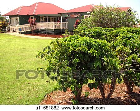 Stock Image -  Numila, Kauai, HI, Hawaii, South Shore, Kauai Coffee Company Plantation. Fotosearch