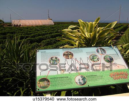 Numila, Kauai, HI, Hawaii, South Shore, Kauai Coffee Company Plantation View Large Photo Image Stock Image - Numila, Kauai, HI, Hawaii, South Shore, Kauai Coffee Company Plantation. Fotosearch