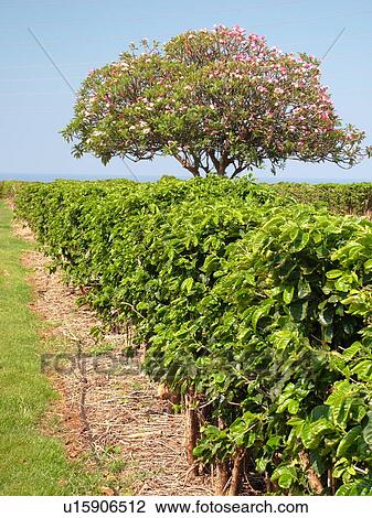 Stock Image -  Numila, Kauai, HI, Hawaii, South Shore, Kauai Coffee Company Plantation. Fotosearch