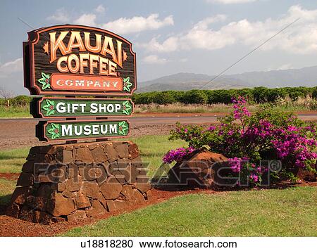 Numila, Kauai, HI, Hawaii, South Shore, Kauai Coffee Company Plantation View Large Photo Image Stock Image - Numila, Kauai, HI, Hawaii, South Shore, Kauai Coffee Company Plantation. Fotosearch