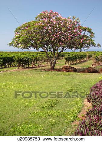 Stock Image -  Numila, Kauai, HI, Hawaii, South Shore, Kauai Coffee Company Plantation. Fotosearch