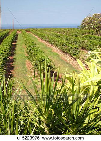 Stock Photograph -  Numila, Kauai, HI, Hawaii, South Shore, Kauai Coffee Company Plantation, coffee plants. Fotosearch