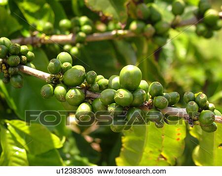 Stock Photography -  Numila, Kauai, HI, Hawaii, South Shore, Kauai Coffee Company Plantation, coffee plants, coffee beans. Fotosearch