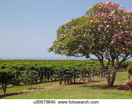 Numila, Kauai, HI, Hawaii, South Shore, Kauai Coffee Company Plantation View Large Photo Image Stock Photography - Numila, Kauai, HI, Hawaii, South Shore, Kauai Coffee Company Plantation. Fotosearch