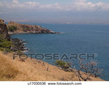Stock Photograph -  Papawai Point, Maui, HI, Hawaii, Maalaea Bay. Fotosearch
