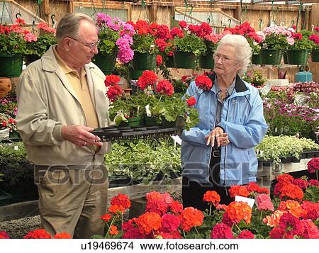 Plainfield, VT, Vermont, Legare's Farm Market, elderly couple picking out flowers, annual flowers for sale View Large Photo Image Picture - Plainfield, VT, Vermont, Legare's Farm Market, elderly couple picking out flowers, annual flowers for sale. Fotosearch