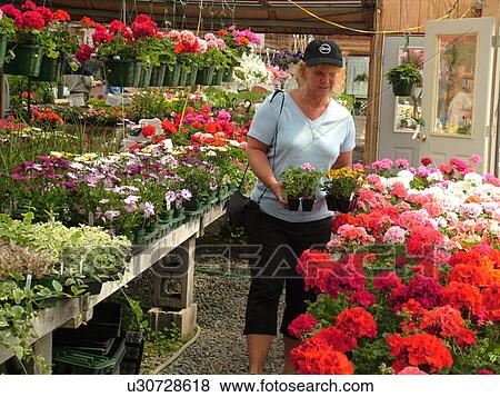 Stock Photo -  Plainfield, VT, Vermont, Legare's Farm Market, woman picking out flowers, annual flowers for sale. Fotosearch