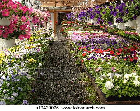 Plainfield, VT, Vermont, Legare's Farm Market, annual flowers for sale View Large Photo Image Stock Photograph - Plainfield, VT, Vermont, Legare's Farm Market, annual flowers for sale. Fotosearch