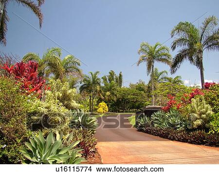 Poipu Kauai Hi Hawaii South S Allerton Garden National Tropical Botanical Picture U16115774 Fotosearch - Kauai Botanical Gardens Poipu Poipu Kauai Hi Hawaii South S Allerton Garden National Tropical Botanical Picture U16115774 Fotosearch - Kauai Botanical Gardens Poipu