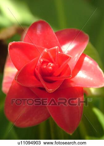 Stock Image -  Poipu, Kauai, HI, Hawaii, South Shore, Allerton Garden, National Tropical Botanical Garden, flowers. Fotosearch