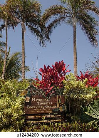 Poipu, Kauai, HI, Hawaii, South Shore, Allerton Garden, National Tropical Botanical Garden View Large Photo Image Stock Image - Poipu, Kauai, HI, Hawaii, South Shore, Allerton Garden, National Tropical Botanical Garden. Fotosearch