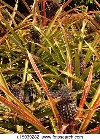 Stock Image -  Poipu, Kauai, HI, Hawaii, South Shore, Allerton Garden, National Tropical Botanical Garden, Pineapple, plants. Fotosearch