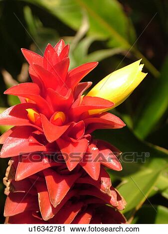 Poipu, Kauai, HI, Hawaii, South Shore, Allerton Garden, National Tropical Botanical Garden, flowers View Large Photo Image Stock Image - Poipu, Kauai, HI, Hawaii, South Shore, Allerton Garden, National Tropical Botanical Garden, flowers. Fotosearch