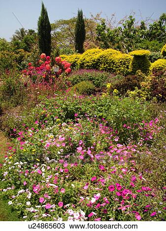 Stock Image -  Poipu, Kauai, HI, Hawaii, South Shore, Allerton Garden, National Tropical Botanical Garden. Fotosearch