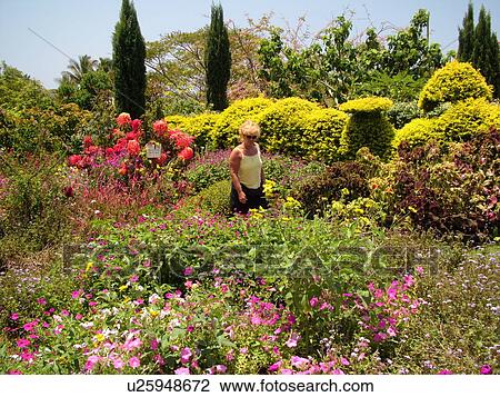 Stock Image -  Poipu, Kauai, HI, Hawaii, South Shore, Allerton Garden, National Tropical Botanical Garden. Fotosearch