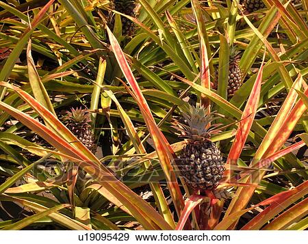 Poipu, Kauai, HI, Hawaii, South Shore, Allerton Garden, National Tropical Botanical Garden, Pineapple, plants View Large Photo Image Stock Photo - Poipu, Kauai, HI, Hawaii, South Shore, Allerton Garden, National Tropical Botanical Garden, Pineapple, plants. Fotosearch