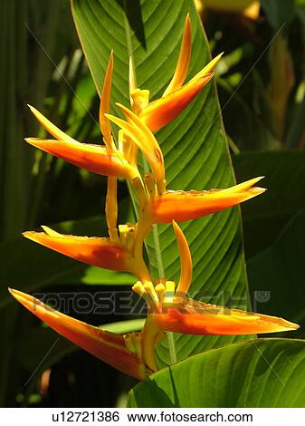 Stock Photograph -  Poipu, Kauai, HI, Hawaii, South Shore, Allerton Garden, National Tropical Botanical Garden, flowers. Fotosearch