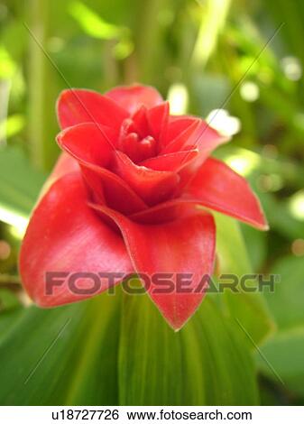 Stock Photograph -  Poipu, Kauai, HI, Hawaii, South Shore, Allerton Garden, National Tropical Botanical Garden, flowers. Fotosearch
