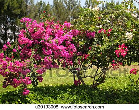 Stock Photography -  Poipu, Kauai, HI, Hawaii, South Shore, Allerton Garden, National Tropical Botanical Garden. Fotosearch
