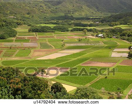 Picture -  Princeville, Kauai, HI, Hawaii, North Shore, Hanalei Valley, Hanalei National Wildlife Refuge, Taro Fields. Fotosearch