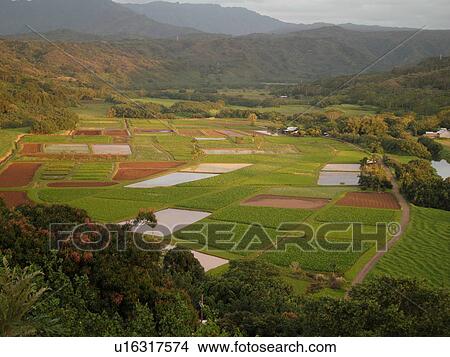 Picture -  Princeville, Kauai, HI, Hawaii, North Shore, Hanalei Valley, Hanalei National Wildlife Refuge, Taro Fields. Fotosearch