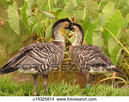 Picture -  Princeville, Kauai, HI, Hawaii, North Shore, Hanalei Valley, Hanalei National Wildlife Refuge, Nene, Hawaiian Geese. Fotosearch