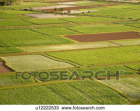 Stock Image -  Princeville, Kauai, HI, Hawaii, North Shore, Hanalei Valley, Hanalei National Wildlife Refuge, Taro Fields. Fotosearch