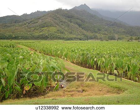 Stock Image -  Princeville, Kauai, HI, Hawaii, North Shore, Hanalei Valley, Hanalei National Wildlife Refuge, Taro Fields. Fotosearch