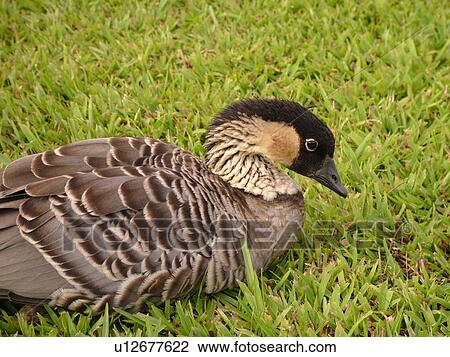 Stock Image -  Princeville, Kauai, HI, Hawaii, North Shore, Hanalei Valley, Hanalei National Wildlife Refuge, Nene, Hawaiian Goose. Fotosearch