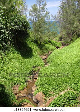 Stock Image -  Princeville, Kauai, HI, Hawaii, North shore, Hanalei Beach Trail, stream. Fotosearch