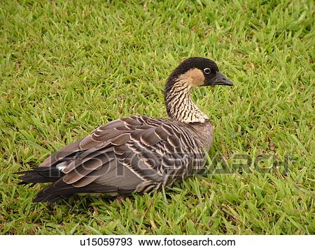Stock Image -  Princeville, Kauai, HI, Hawaii, North Shore, Hanalei Valley, Hanalei National Wildlife Refuge, Nene, Hawaiian Goose. Fotosearch