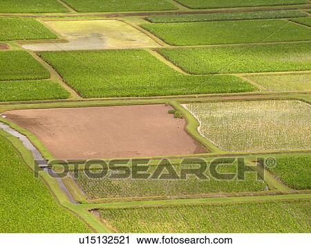 Princeville, Kauai, HI, Hawaii, North Shore, Hanalei Valley, Hanalei National Wildlife Refuge, Taro Fields View Large Photo Image Stock Image - Princeville, Kauai, HI, Hawaii, North Shore, Hanalei Valley, Hanalei National Wildlife Refuge, Taro Fields. Fotosearch