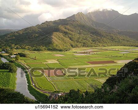 Princeville, Kauai, HI, Hawaii, North Shore, Hanalei Valley, Hanalei National Wildlife Refuge, Taro Fields, Hanalei River View Large Photo Image Stock Image - Princeville, Kauai, HI, Hawaii, North Shore, Hanalei Valley, Hanalei National Wildlife Refuge, Taro Fields, Hanalei River. Fotosearch