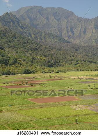 Stock Image -  Princeville, Kauai, HI, Hawaii, North Shore, Hanalei Valley, Hanalei National Wildlife Refuge, Taro Fields. Fotosearch
