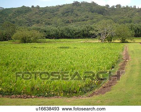 Stock Image -  Princeville, Kauai, HI, Hawaii, North Shore, Hanalei Valley, Hanalei National Wildlife Refuge, Taro Fields, colocasia esculenta. Fotosearch