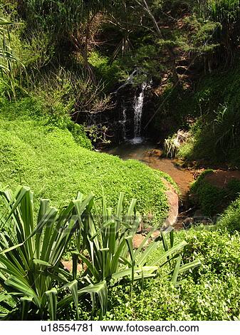 Princeville, Kauai, HI, Hawaii, North shore, Hanalei Beach Trail, waterfalls View Large Photo Image Stock Image - Princeville, Kauai, HI, Hawaii, North shore, Hanalei Beach Trail, waterfalls. Fotosearch