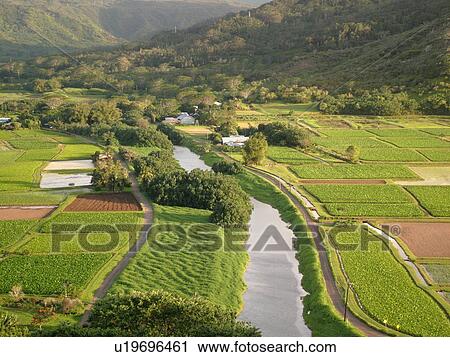 Princeville, Kauai, HI, Hawaii, North Shore, Hanalei Valley, Hanalei National Wildlife Refuge, Taro Fields, Hanalei River View Large Photo Image Stock Image - Princeville, Kauai, HI, Hawaii, North Shore, Hanalei Valley, Hanalei National Wildlife Refuge, Taro Fields, Hanalei River. Fotosearch