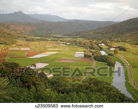 Princeville, Kauai, HI, Hawaii, North Shore, Hanalei Valley, Hanalei National Wildlife Refuge, Taro Fields, Hanalei River View Large Photo Image Stock Image - Princeville, Kauai, HI, Hawaii, North Shore, Hanalei Valley, Hanalei National Wildlife Refuge, Taro Fields, Hanalei River. Fotosearch